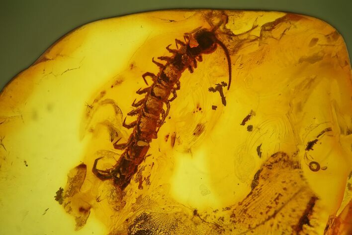 Detailed Fossil Centipede (Chilopoda) In Baltic Amber - Rare! #207493